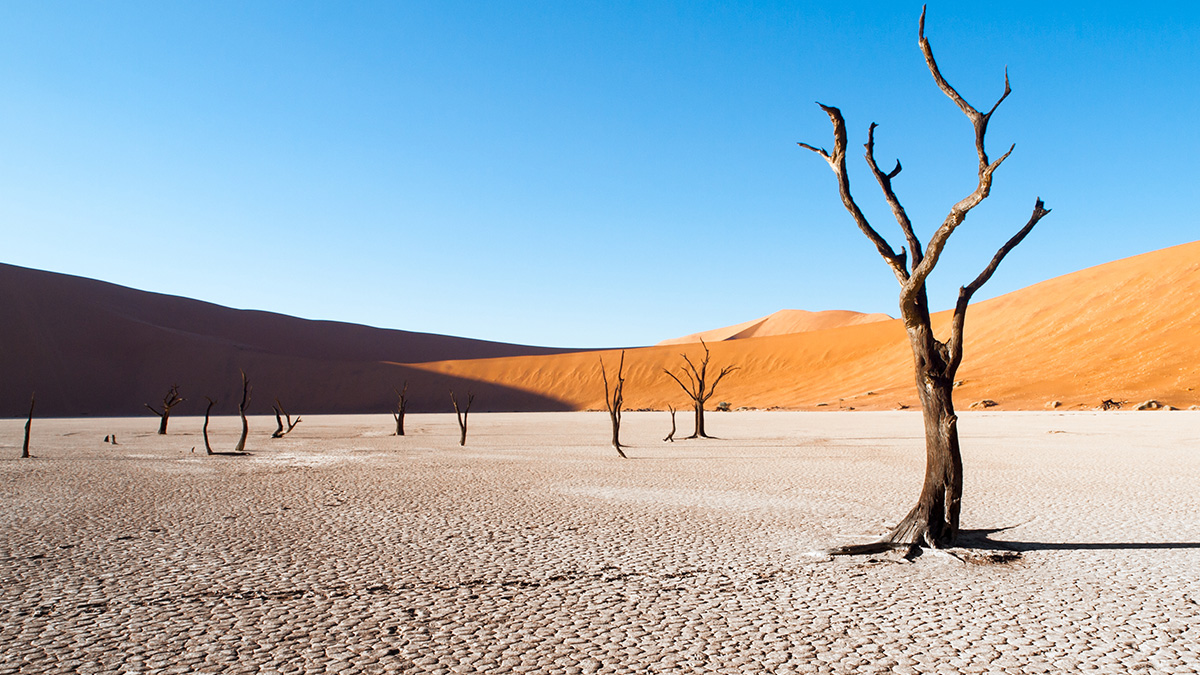 Symbolic image on the topic of water crisis and climate change: view of a parched plateau with barren, leafless tree stumps and sand dunes in the background