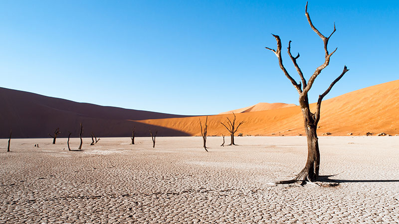 Symbolbild zum Thema Wasserknappheit und Klimawandel: Blick auf eine ausgetrocknete Hochebene mit kargen, blätterlosen Baumstümpfen und Sanddünen im Hintergund